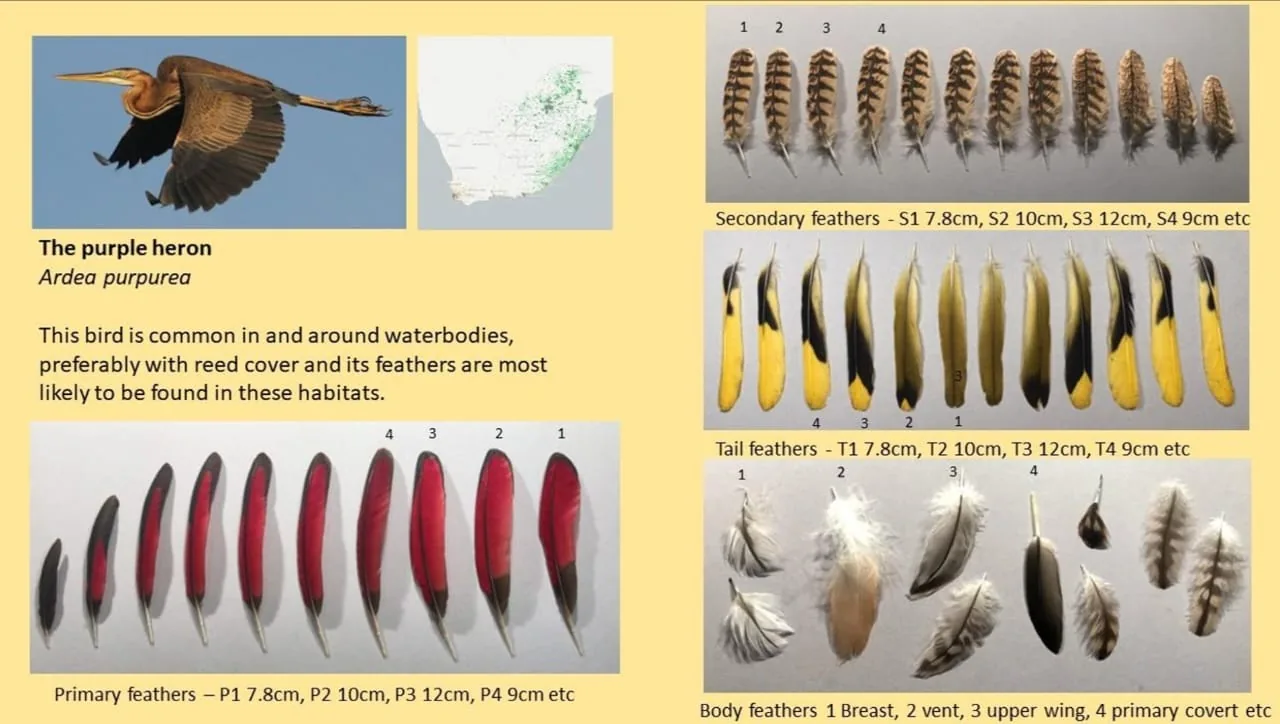 A page from the Bird Feather Book documenting and measuring the purple heron's primary, secondary, tail and body feathers